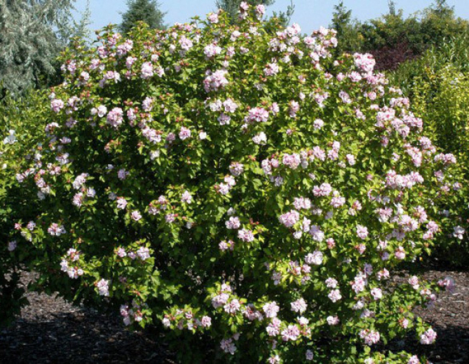 Ibištek sýrsky ´Lady Stanley´