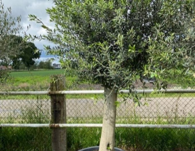 Olivovník európsky