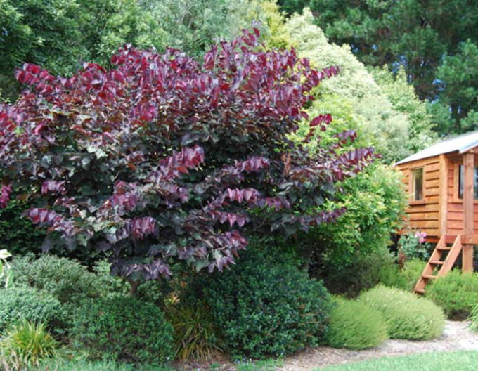 Judášovec kanadský ‘Forest Pansy’