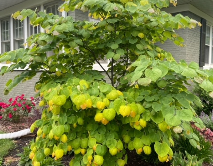 Judášovec kanadský ‘Rising Sun’ 125 - 150cm