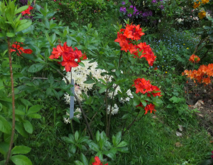 Azalka veľkokvetá ´Parkfeuer´