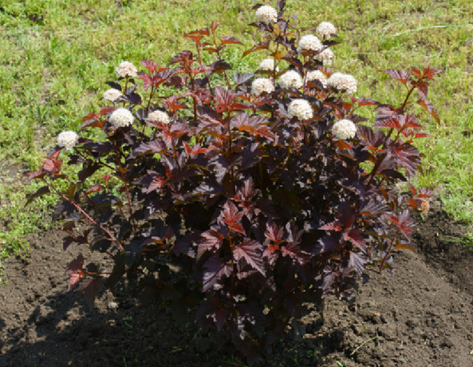 Tavoľa kalinolistá ´Lady in Red´