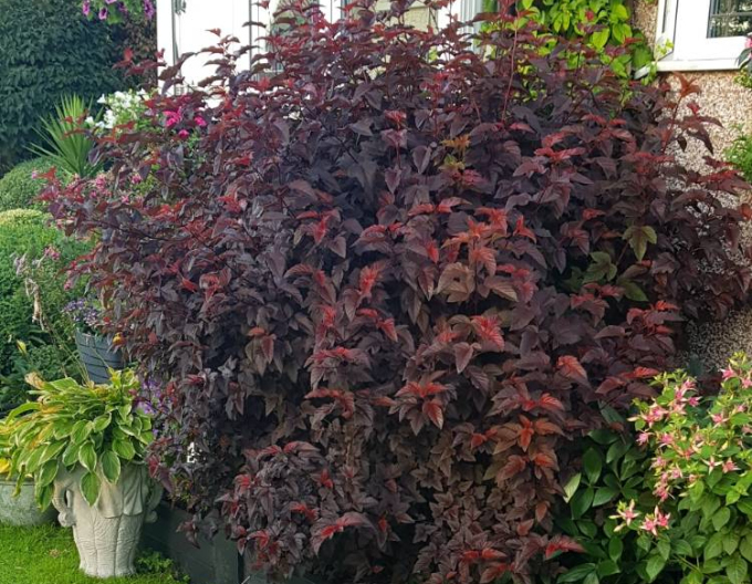 Tavoľa kalinolistá ´Lady in Red´