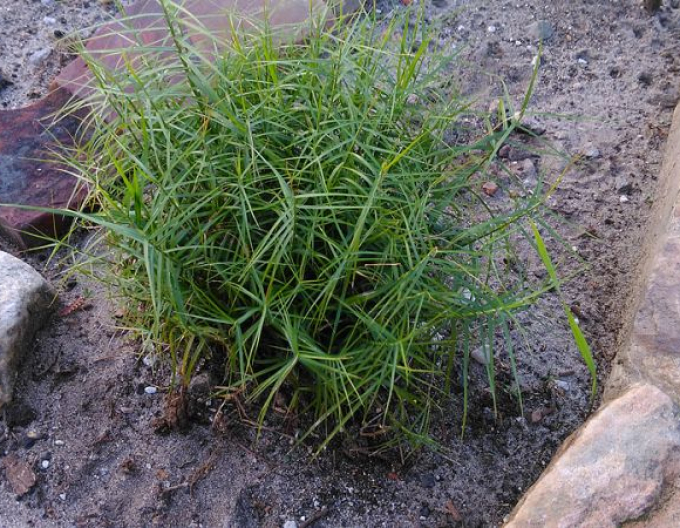 Ostrica muskigumenská ´Little Midge´