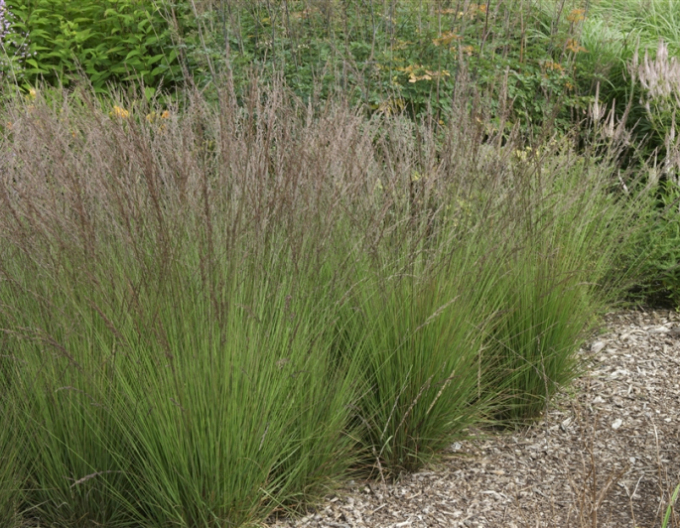 Bezkolenec "Edith Dudszus"