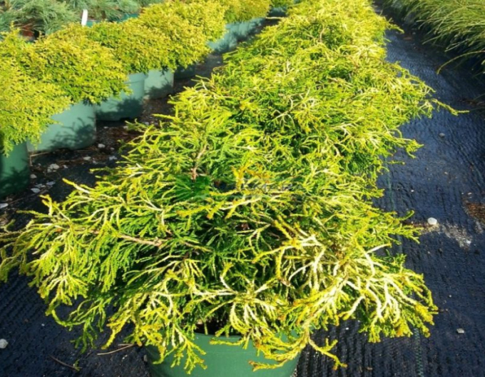 Cypruštek tupolistý ’Tsatsumi Gold’