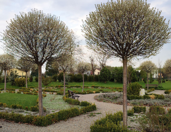 Čerešňa krovitá ´Umbraculifera´ na kmienku 120cm