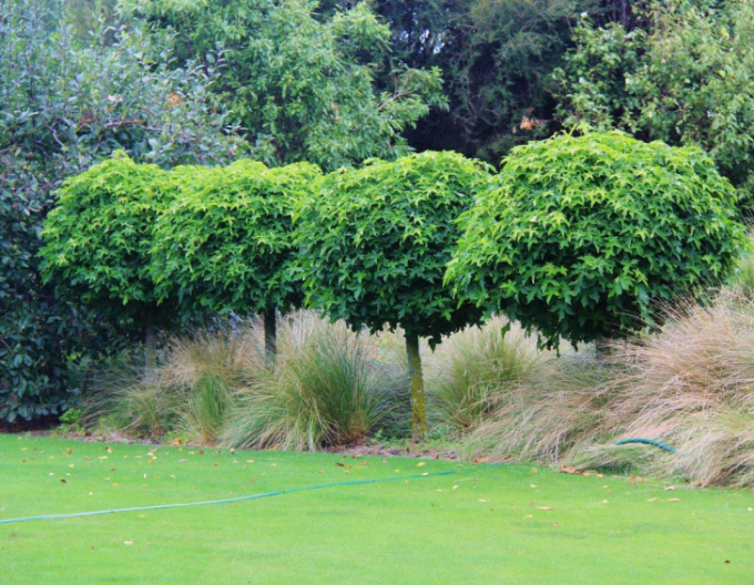 Ambrovník "Gumball" na kmienku