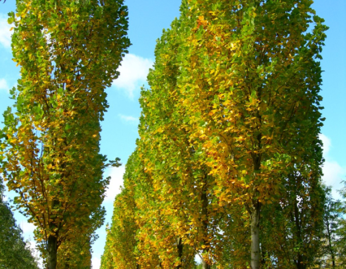 Ľaliovník tulipánokvetý  (Liriodendron tulipifera) kmienok 140cm