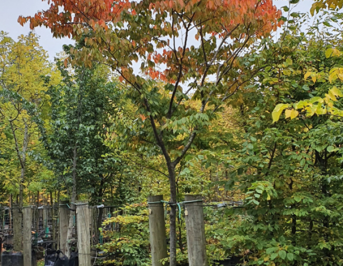 Zelkova ostrolistá  (Zelkova serrata)