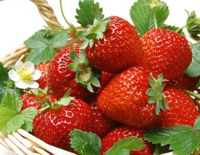 Jahoda ´Elsanta´ veľkoplodá neskorá