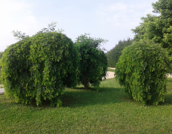 Sofora japonská ´Pendula´