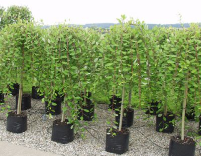 Vŕba vysoká previslá ´Kilmarnock´ na kmienku 80cm