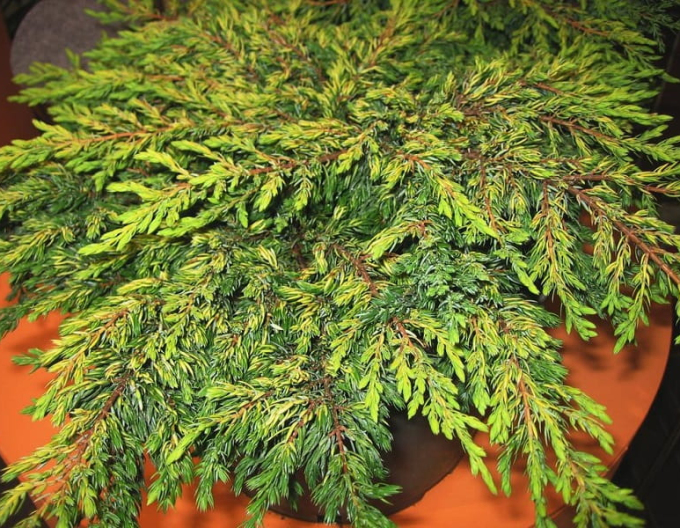 Borievka obyčajná "Goldschatz"