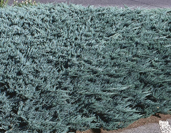 Borievka rozprestretá ´Blue Chip´