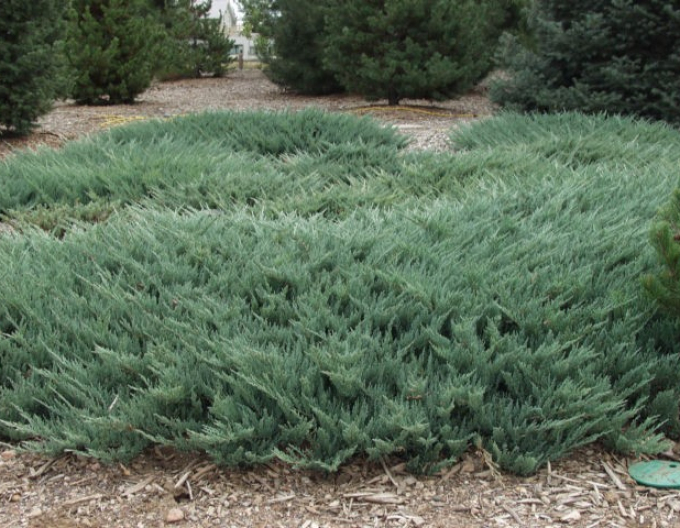 Borievka rozprestretá ´Blue Chip´