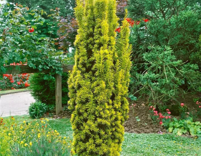 Tis obyčajný ´Aurea´