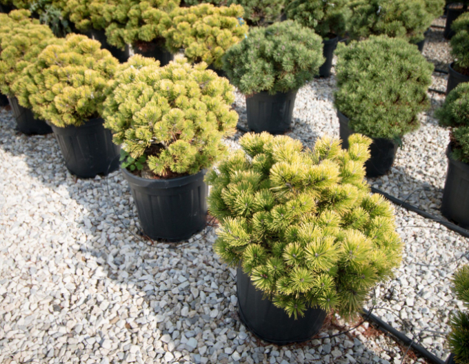 Borovica horská ´Wintergold´