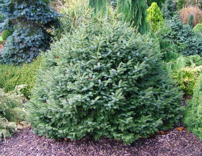 Smrek balkánsky ´Nana´