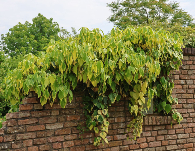 Brečtan kaukazský ´Sulphur Heart´