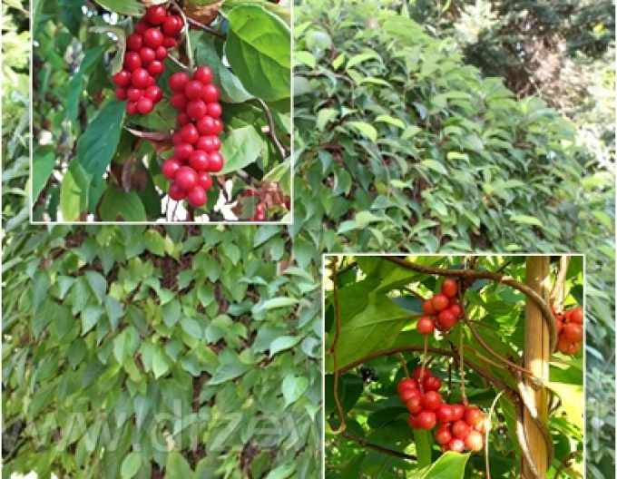 Schizandra čínska