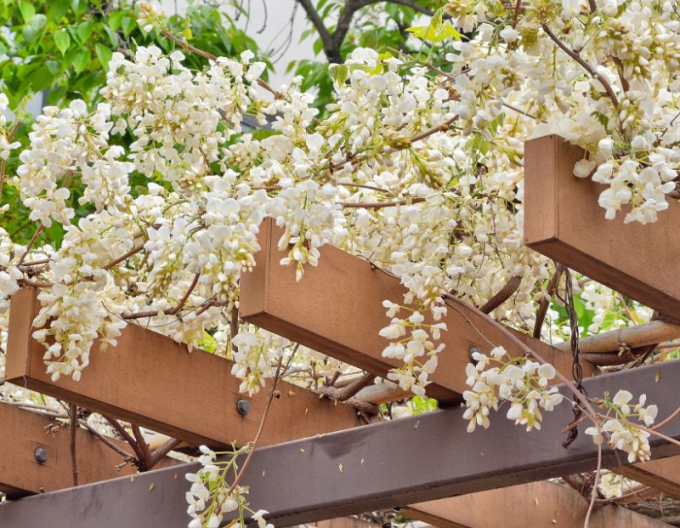 Vistéria vznešená ´White Silk´