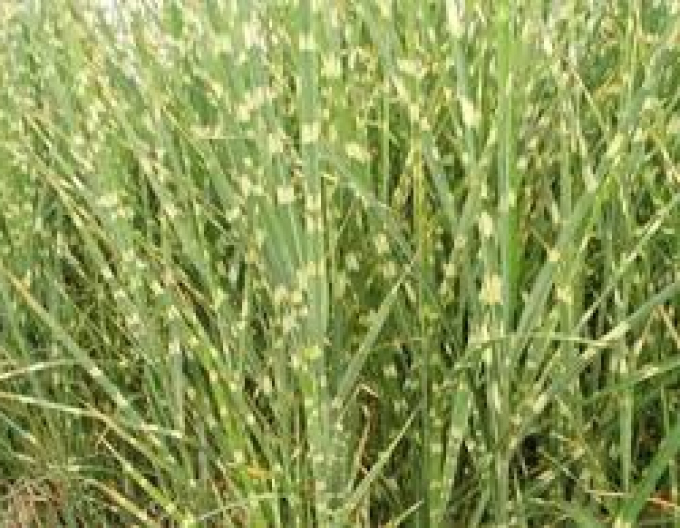 Ozdobnica čínska ’Zebrinus’