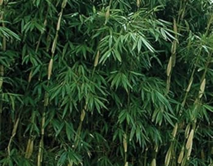 Bambus ´Fargesia Robusta Pingwu´