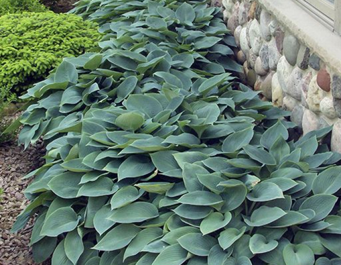 Hosta  ´Halcyon´