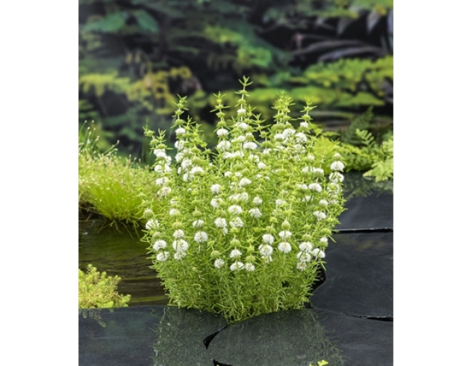 Mäta klasnatá ´Alba´