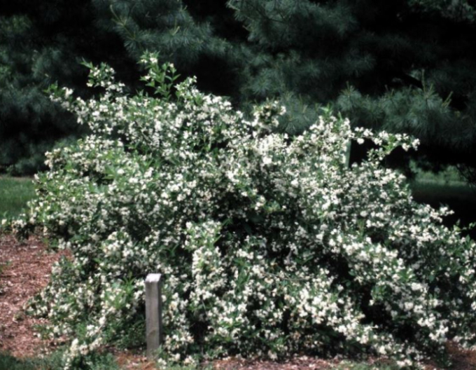 Vajgélia ´Snow Flake´