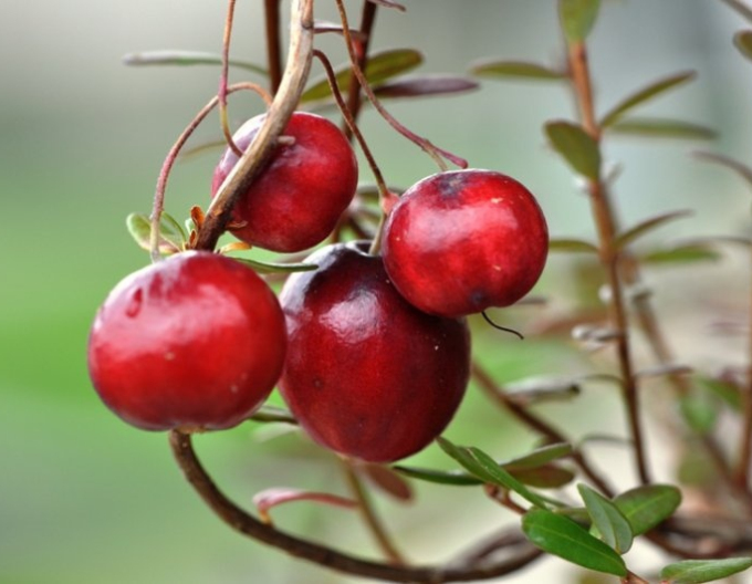 Brusnica veľkoplodá Kľukva ´Big pearl´