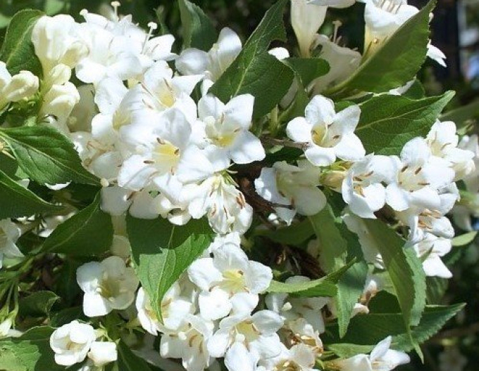 Vajgélia ´Snow Flake´