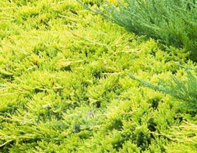 Borievka rozprestretá ´GOLDEN CARPET´