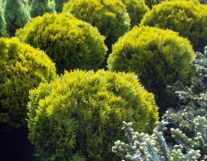 Tuja západná "Mirjam"