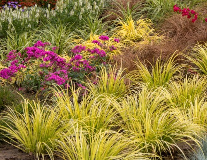 Puškvorec trávolistý ´Golden Delight´ 9x9