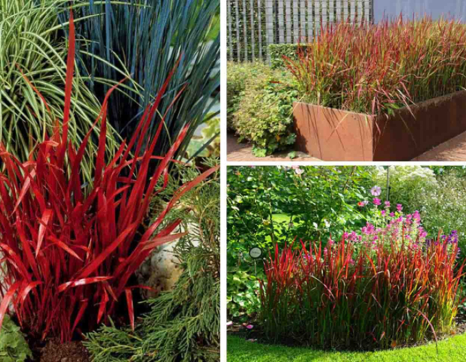 Imperáta cylindrická "Red Baron" 2l