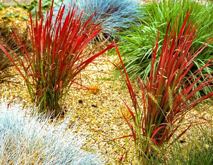 Imperáta cylindrická "Red Baron" 2l