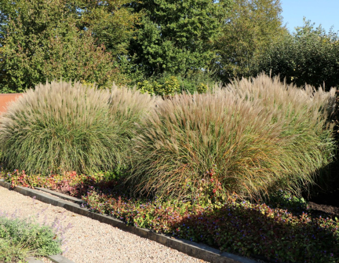 Ozdobnica čínska ´Kleine Silberspinne´