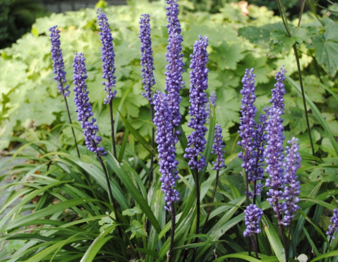 Liriopa modrincová ´Big Blue´