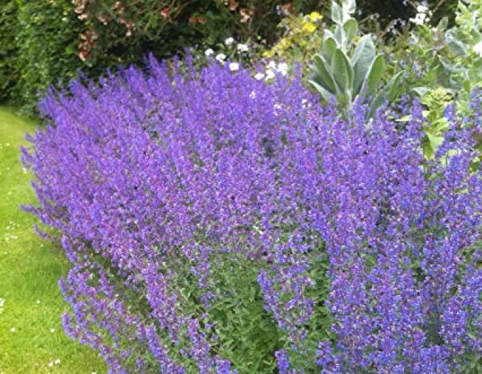 Kocúrnik ´Walker´s Low´