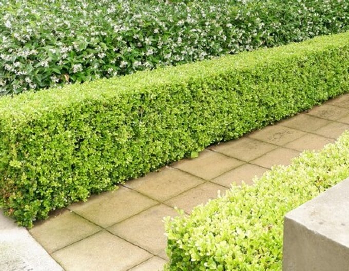 Krušpán drobnolistý