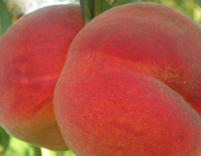 Broskyňa "Redhaven" skorá, podp. GF677, kont. 5l