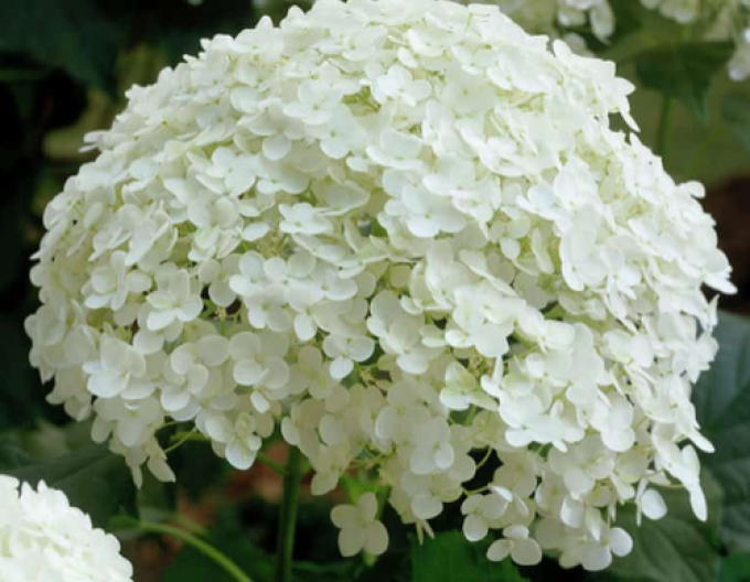 Hortenzia stromčekovitá ´Anabelle´ 9x9