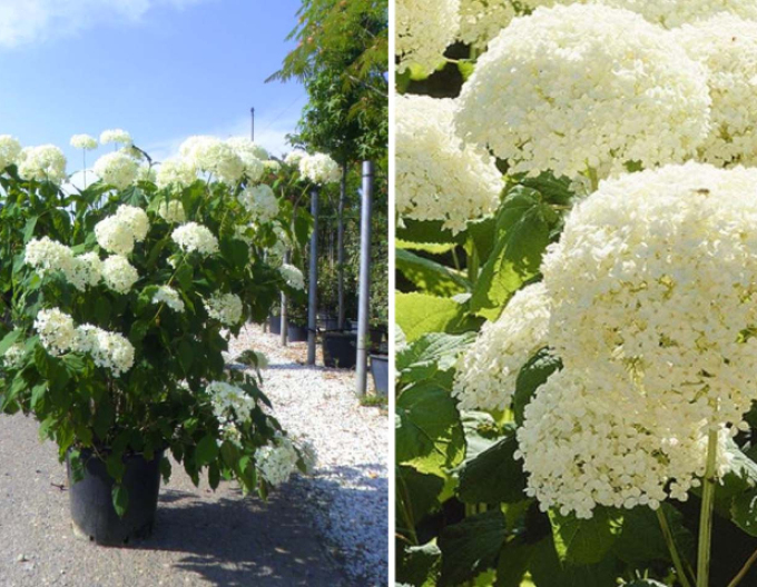 Hortenzia stromčekovitá ´Anabelle´ 9x9