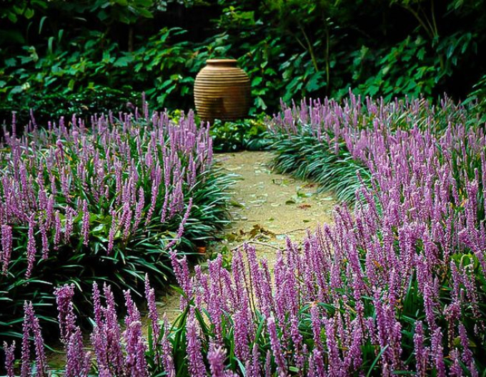 Liriopa modrincová ´Royal Purple´