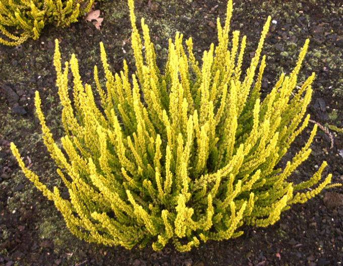 Vres obyčajný ´Zeta´