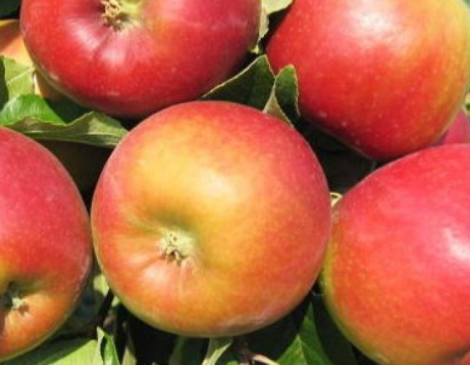 Jabloň ´Mio´ letná, podpn. M9, voľnok.