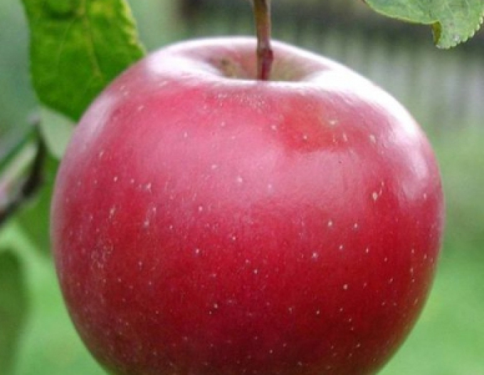 Jabloň ´Breaburn´ zimná, podp. M9, voľnok.