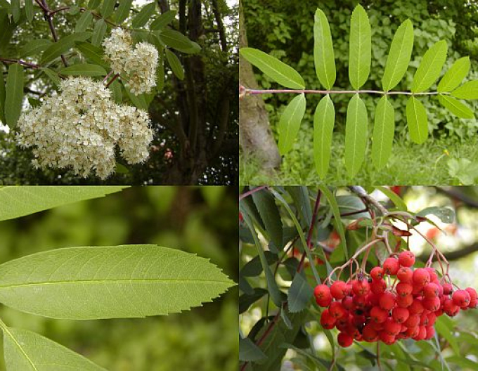 Jarabina ´Sladkoplodá Moravská´ Stromčeková, voľnok